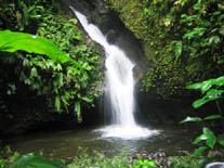 ecuador birding bird watching tours miple reserve